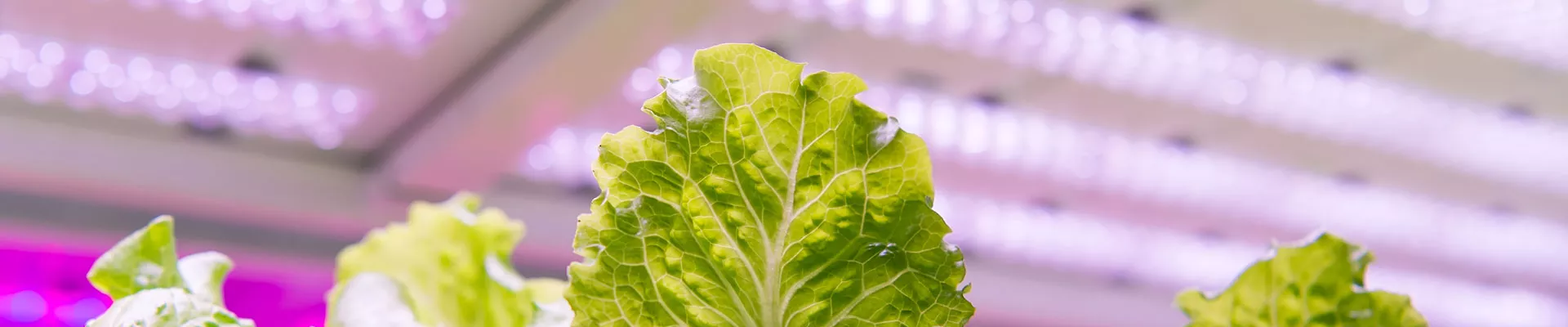 Un éclairage pour mes plantes