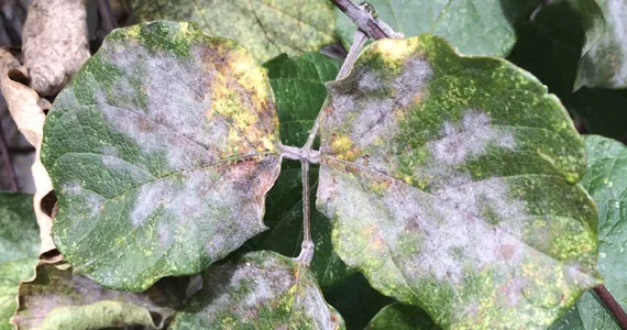 Oidium and Mildew - Pests & Diseases