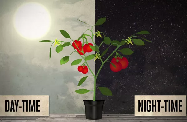 Optimum day and night temperatures