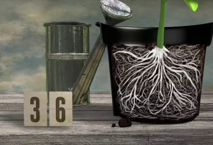 Repotting Your Plants