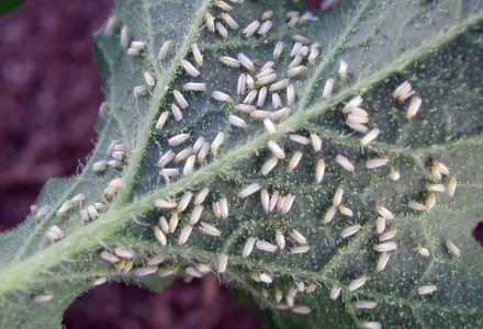 Whitefly - Pests & Diseases